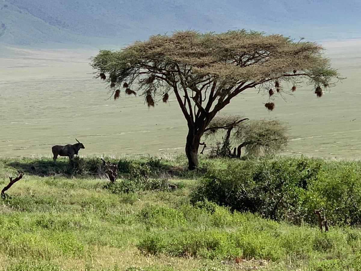Hotel Zawadi Camp Serengeti Esterno foto