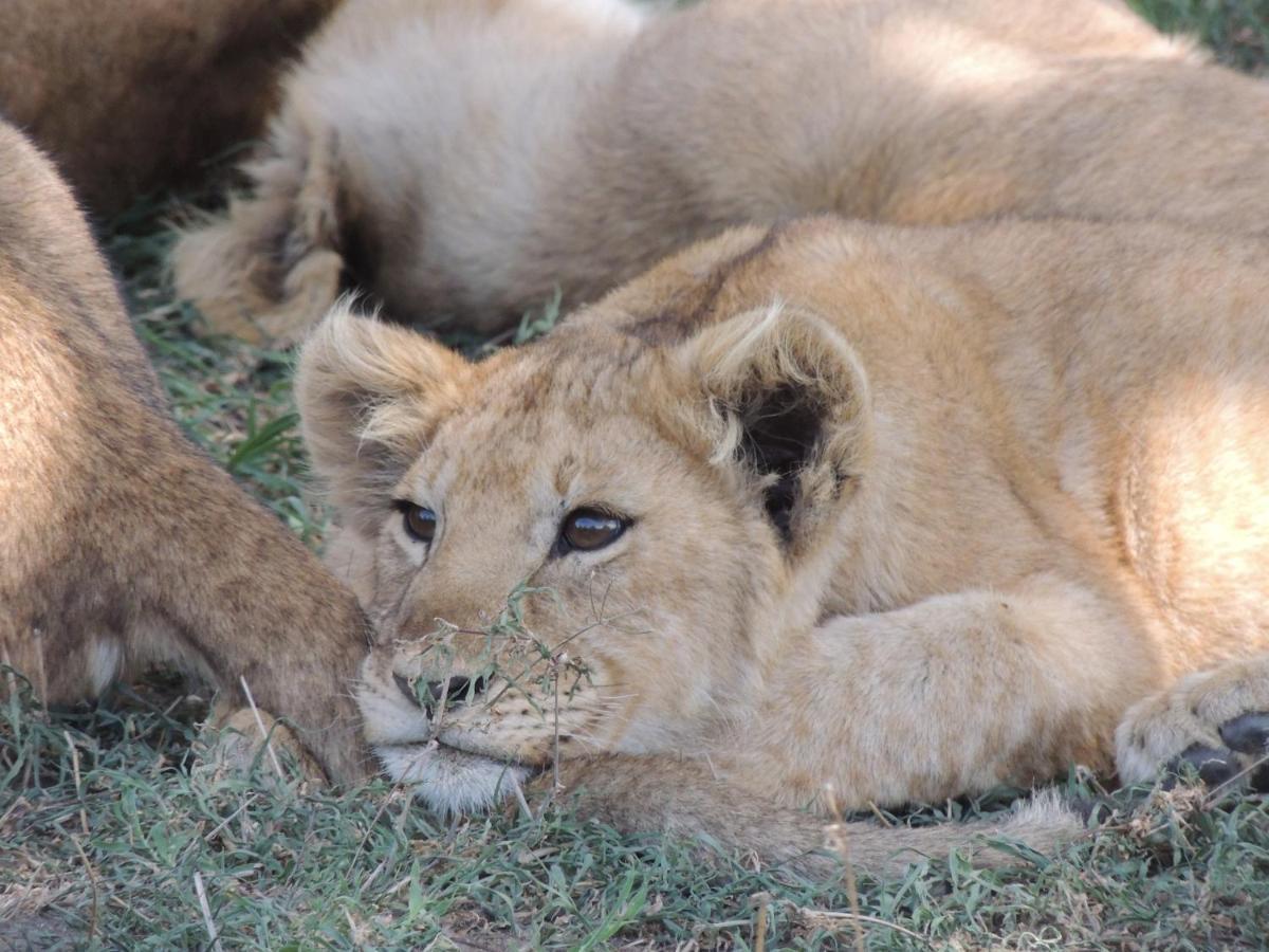 Hotel Zawadi Camp Serengeti Esterno foto